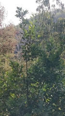 Laurus novocanariensis