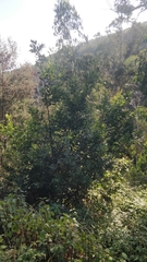 Laurus novocanariensis