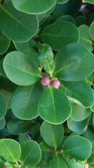 Ficus microcarpa latifolia