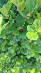 Ficus microcarpa latifolia