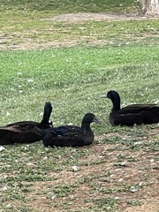 Anas platyrhynchos domesticus