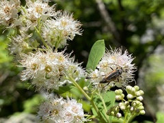 Brachyleptura brevis