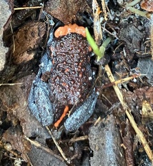 Pseudophryne australis