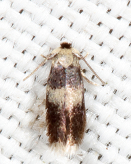 Stigmella nigriverticella