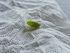 Salurnis marginella