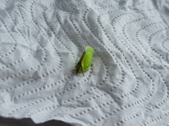 Salurnis marginella