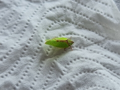Salurnis marginella