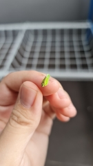 Salurnis marginella