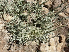Centaurea onopordifolia