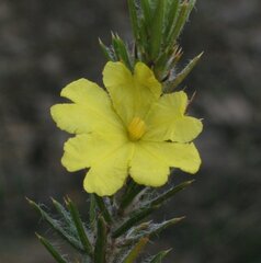 Hibbertia mucronata