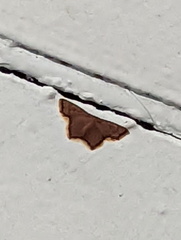 Chrysocraspeda aurimargo