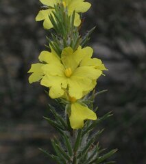 Hibbertia mucronata