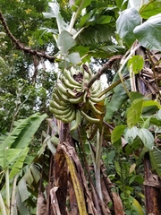 Musa acuminata halabanensis