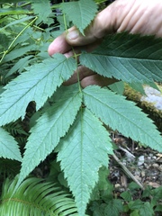 Aruncus
