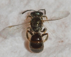 Lasioglossum illinoense