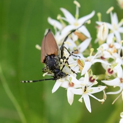Brachyleptura