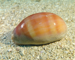 Lyncina leviathan titan