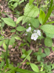 Phacelia purshii