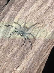 Holconia nigrigularis