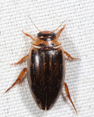 Coptotomus longulus