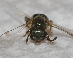 Lasioglossum illinoense