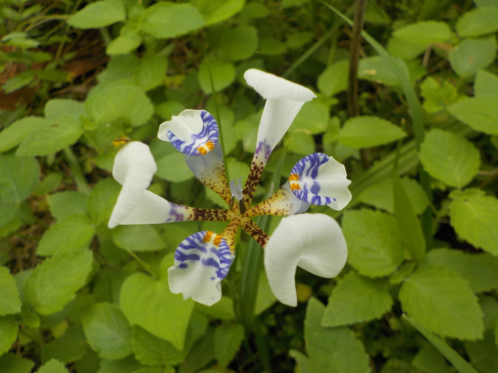 Larentia rosei