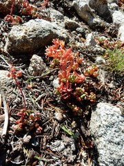 Sedum obtusatum