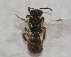 Lasioglossum illinoense