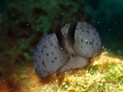 Nudipleura