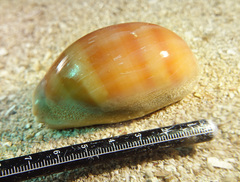 Lyncina leviathan titan