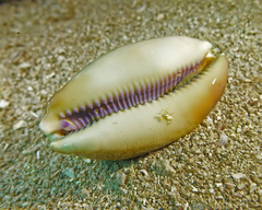 Lyncina leviathan titan