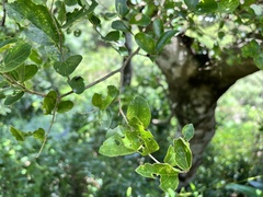 Celtis nervosa