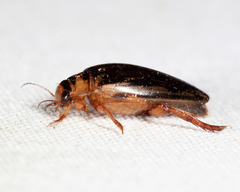 Coptotomus longulus