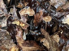 Collybiopsis biformis