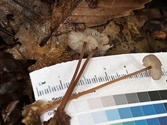 Collybiopsis biformis