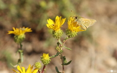 Hesperia assiniboia
