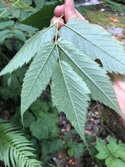 Aruncus