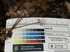 Collybiopsis biformis