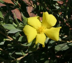 Hibbertia glaberrima