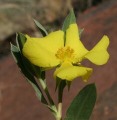 Hibbertia glaberrima