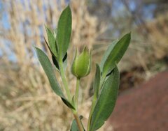 Hibbertia glaberrima
