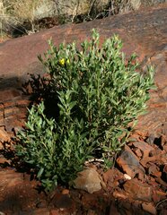 Hibbertia glaberrima