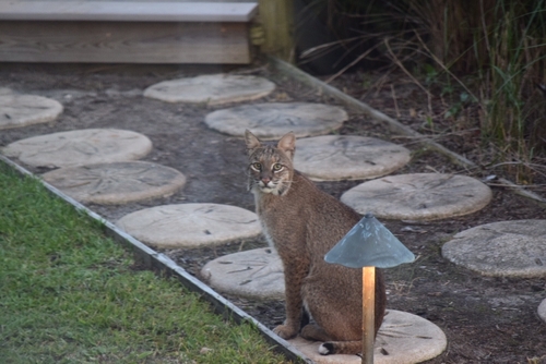 Bobcat photographed in South Carolina