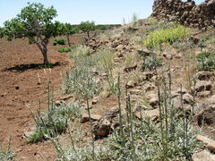Centaurea onopordifolia