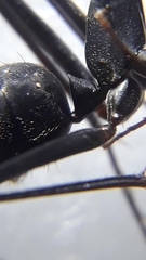 Camponotus angusticollis