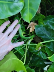 Philodendron burle-marxii