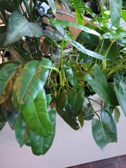 Philodendron burle-marxii