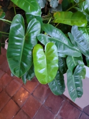 Philodendron burle-marxii