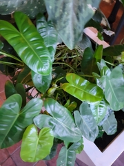 Philodendron burle-marxii