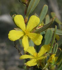 Hibbertia subvaginata